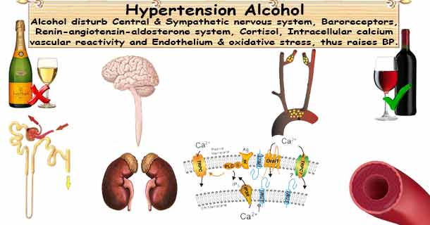 Alcohol Hypertension  Alcohol in Moderation Lower Your Blood Pressure