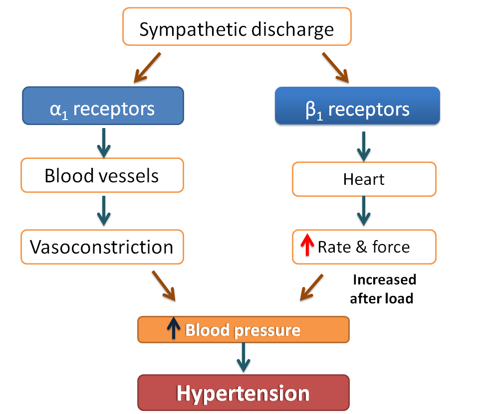 Beta blockers: A central role in cardiac disorders
