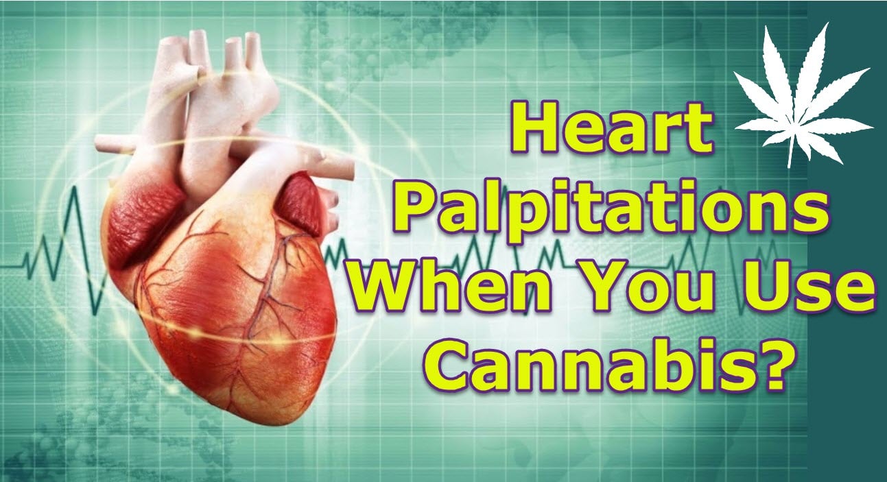 Heart Palpitations When You Use Cannabis? Heres Why