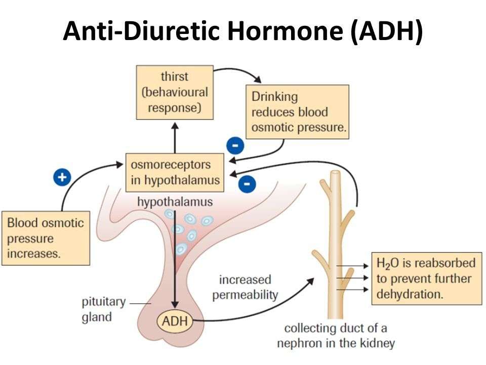 Image result for antidiuretic hormone
