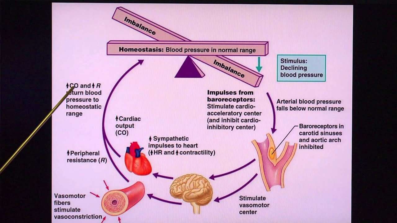 Regulation of Blood Pressure