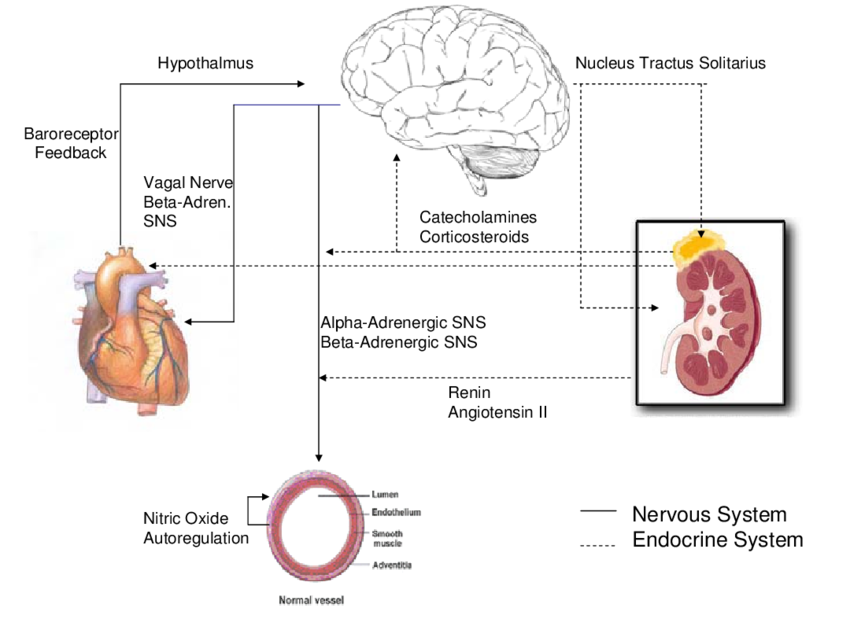 Systems Involved in the Regulation of Blood Pressure ...